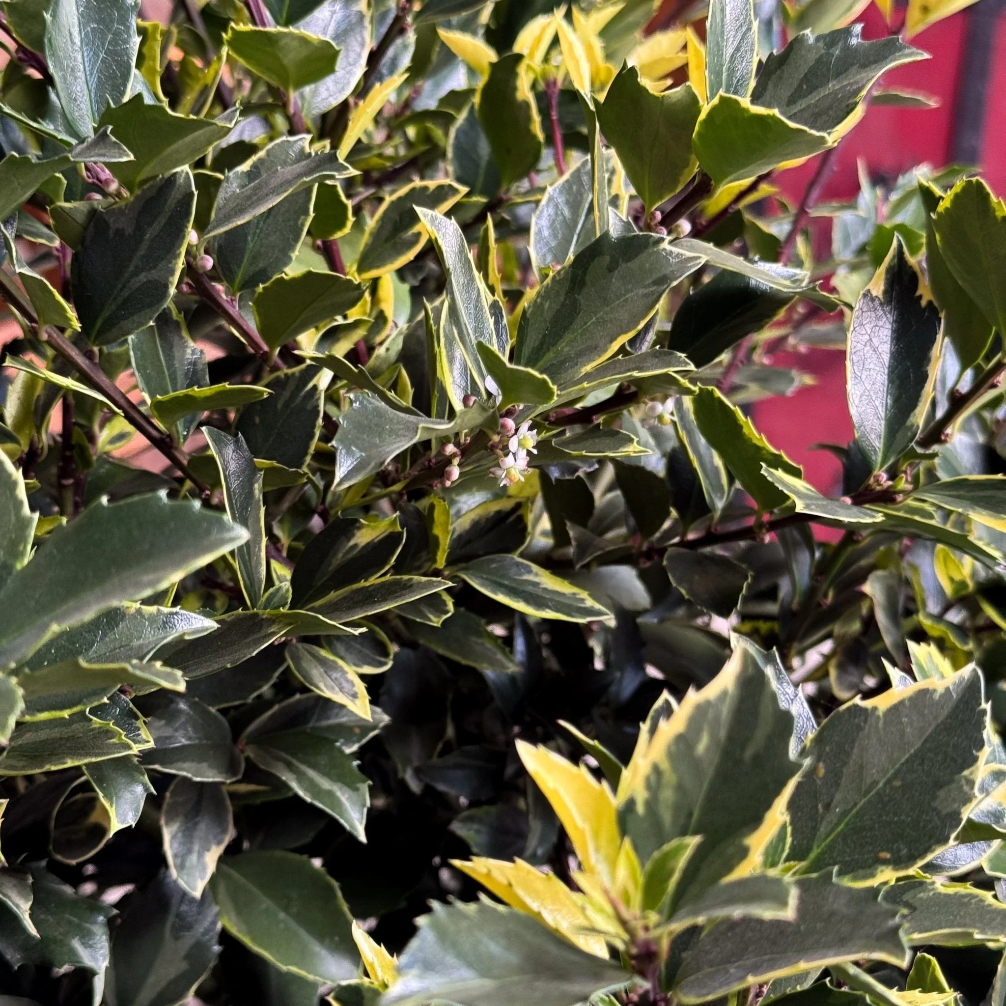 Variegated Holly (Ilex x meserveae) - #3 Container