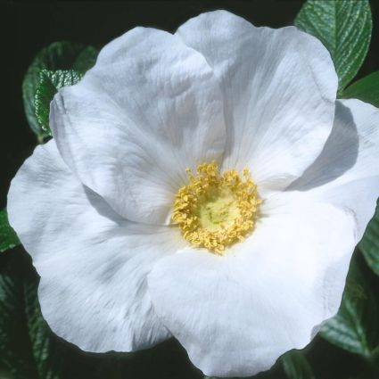 White Rugosa Rose (Rosa rugosa) – #3 Container