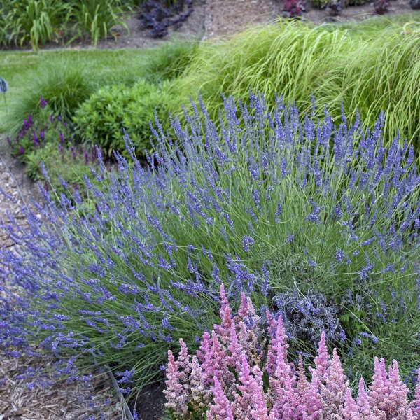 French Lavender (Lavandula x intermedia) - Quart Container