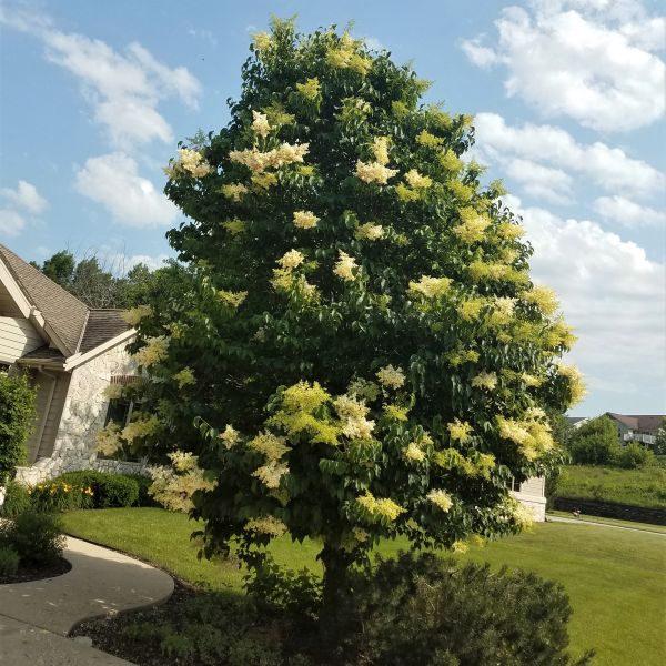 Ivory Silk Japanese Tree Lilac (Syringa reticulata) - #3 Container, 4-5 ft