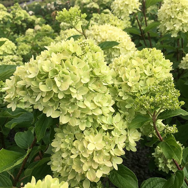 Dwarf Panicle Hydrangea (Hydrangea paniculata) - Quart Container