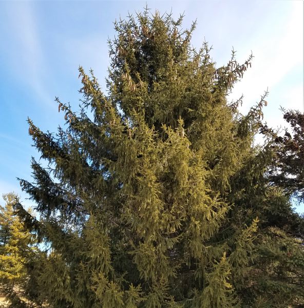Trees