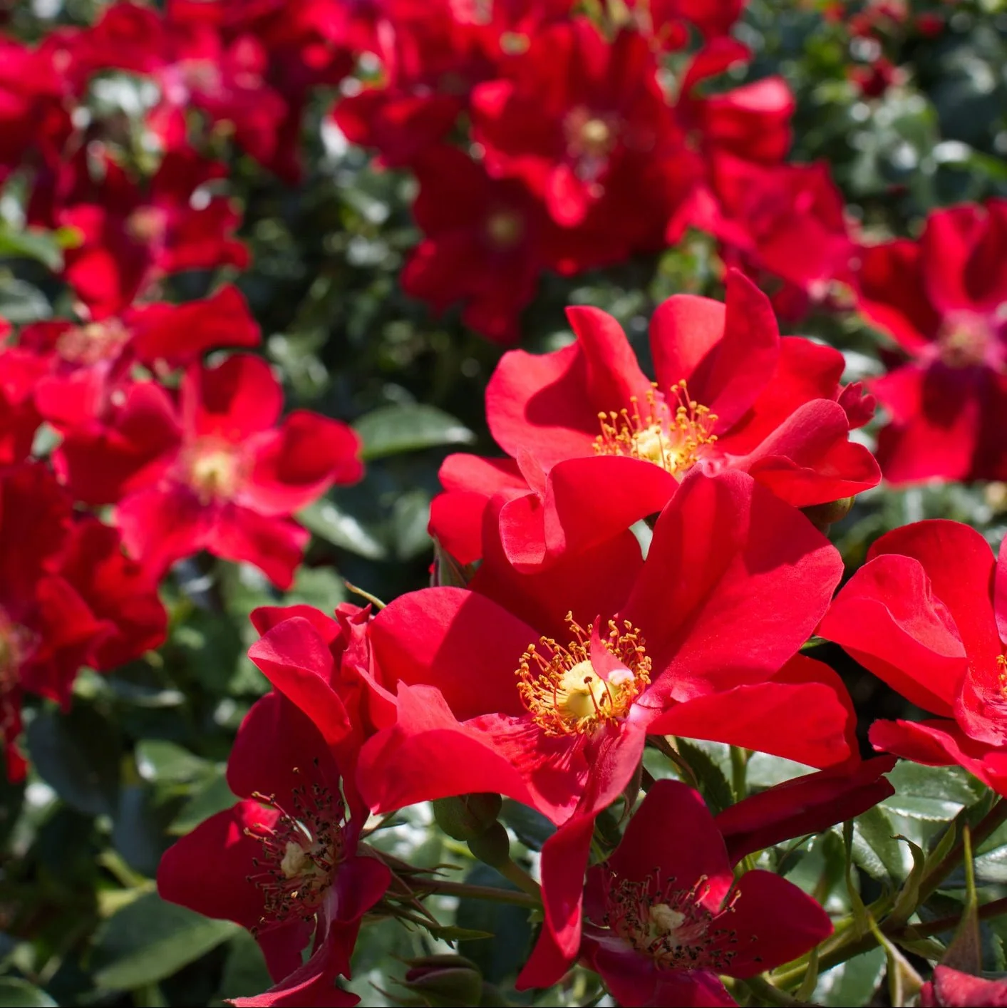 Scarlet Groundcover Rose (Rosa) - #2 Container
