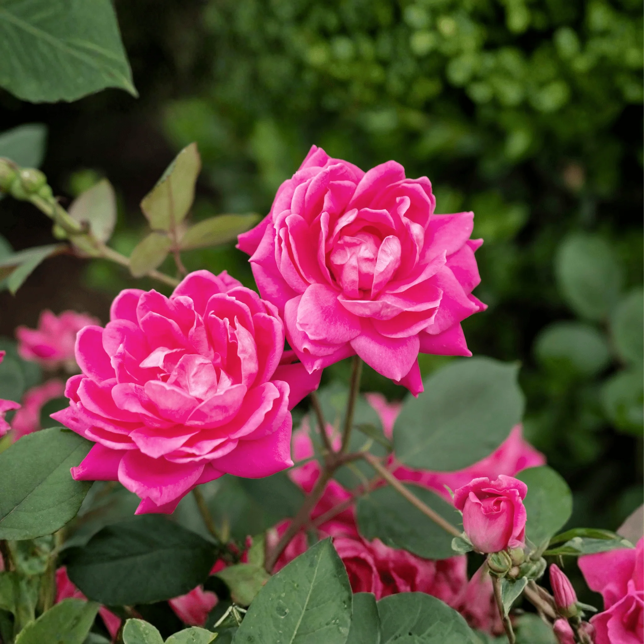 Roses