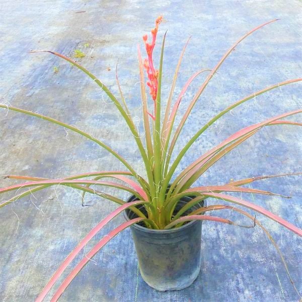 Red Yucca – Drought-Tolerant Evergreen with Coral-Red Flowers