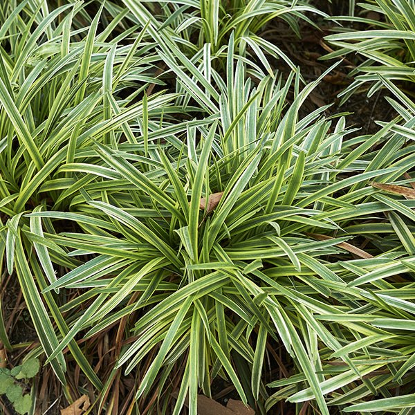 Variegated Liriope (Liriope muscari) - Quart Container