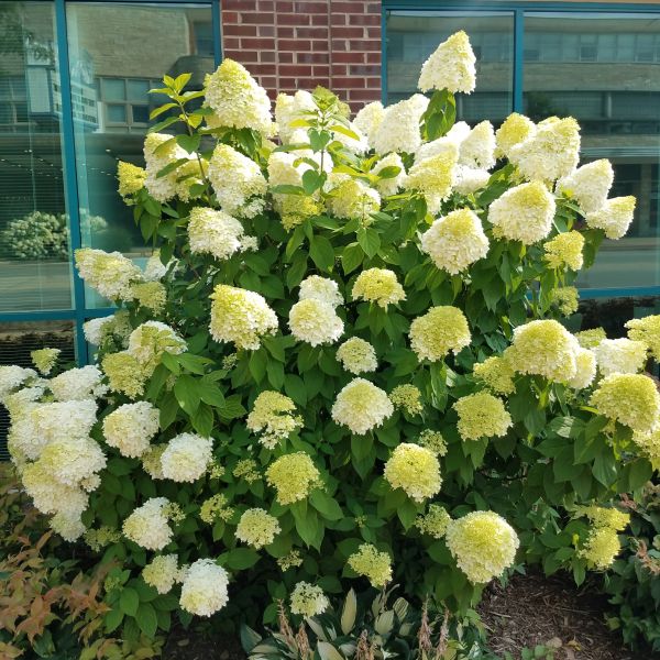 Shrubs & Hedges