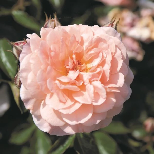 Apricot Groundcover Rose (Rosa) - Quart Container