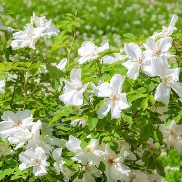 White Rugosa Rose (Rosa rugosa) – #3 Container
