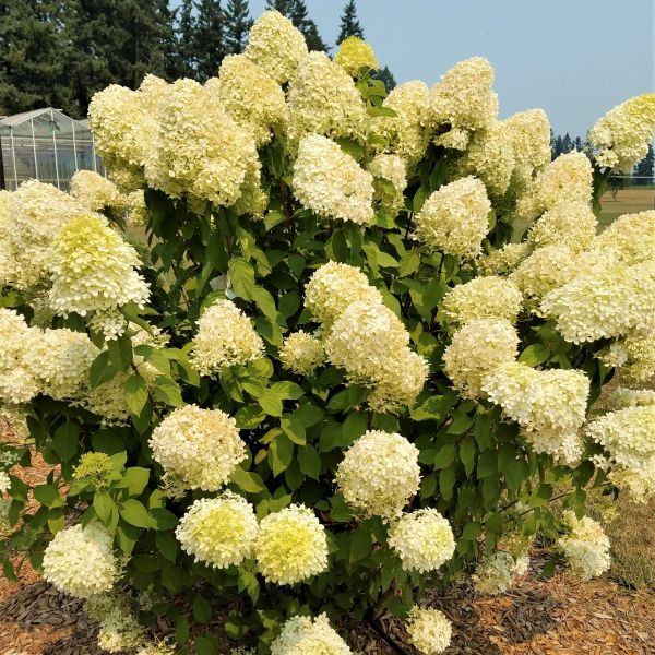 Limelight Panicle Hydrangea (Hydrangea paniculata) - Quart Container