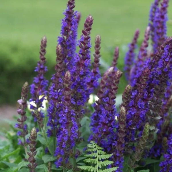 East Friesland Salvia (Salvia nemorosa) - Quart Container