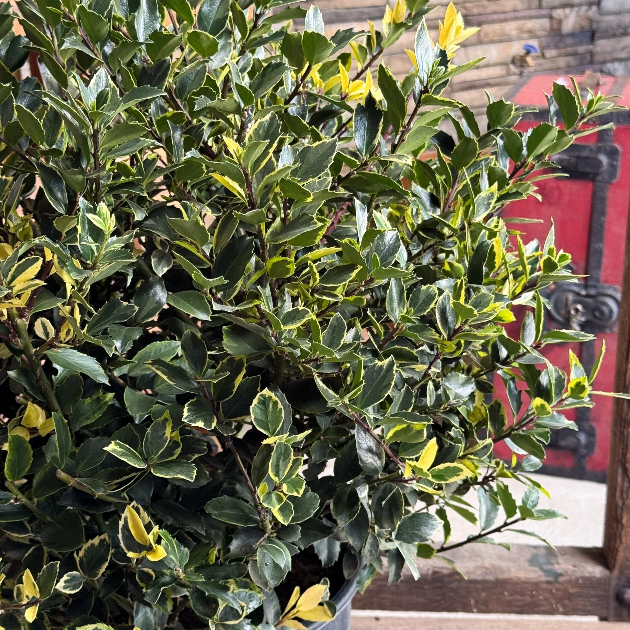 Variegated Holly (Ilex x meserveae) - #3 Container