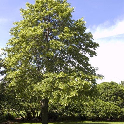 Linden Tree (Tilia cordata) - #3 Container, 4-5 ft