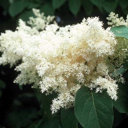Ivory Silk Japanese Tree Lilac (Syringa reticulata) - #3 Container, 4-5 ft