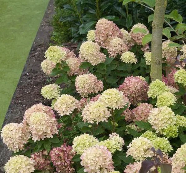 Dwarf Panicle Hydrangea (Hydrangea paniculata) - Quart Container