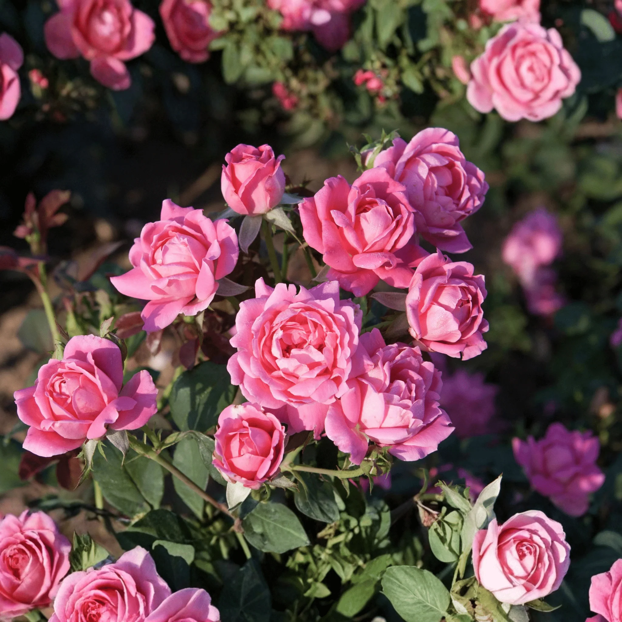 Pink Double Shrub Rose (Rosa) - Quart Container