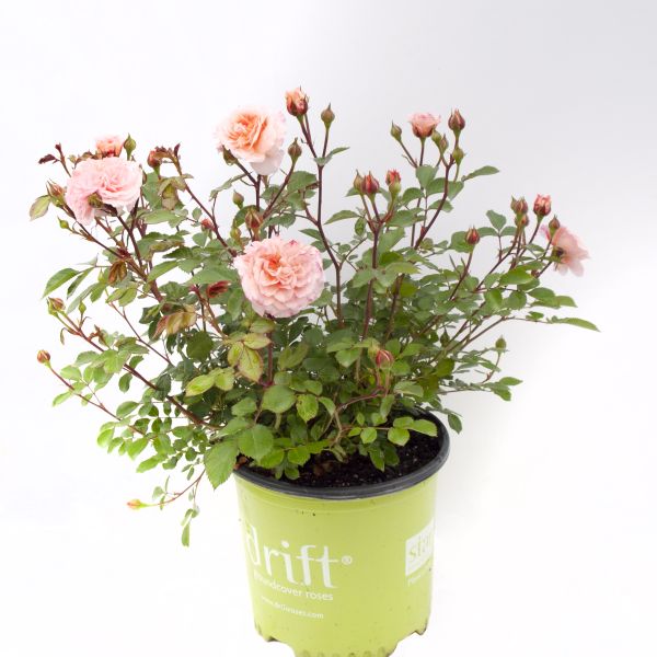 Apricot Groundcover Rose (Rosa) - Quart Container