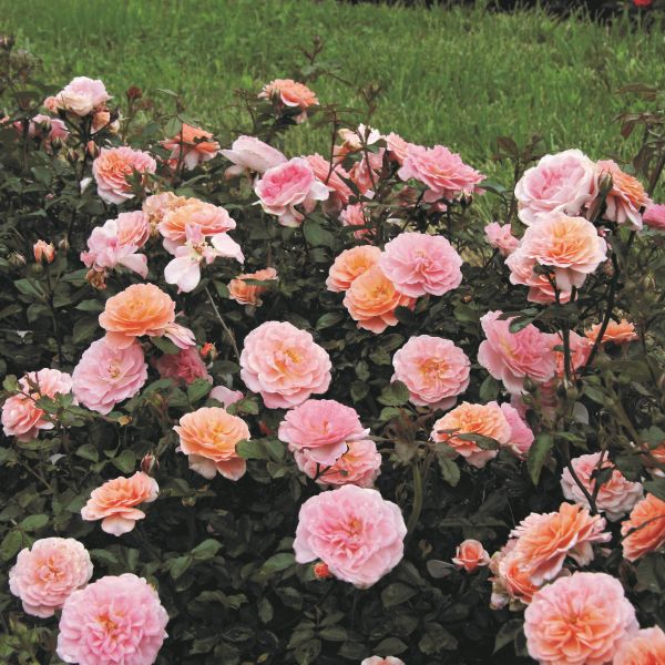 Apricot Groundcover Rose (Rosa) - Quart Container