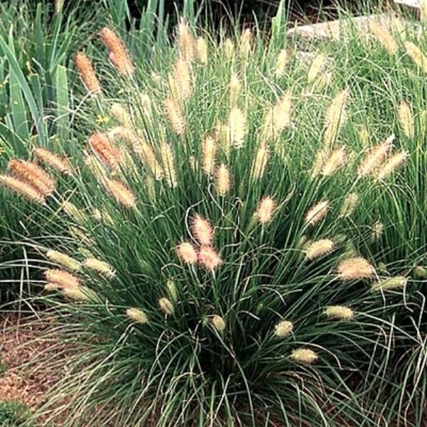 Perennials & Grasses