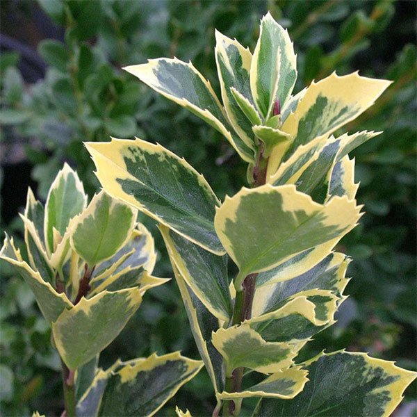 Variegated Holly (Ilex x meserveae) - #3 Container
